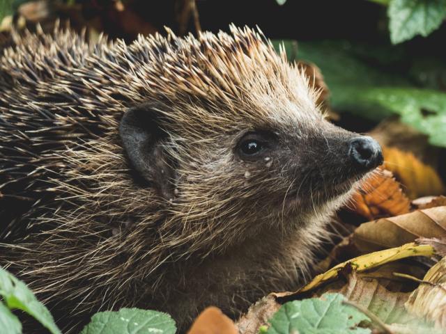 A close-up of a hedgehog among leaves and greenery outdoors.