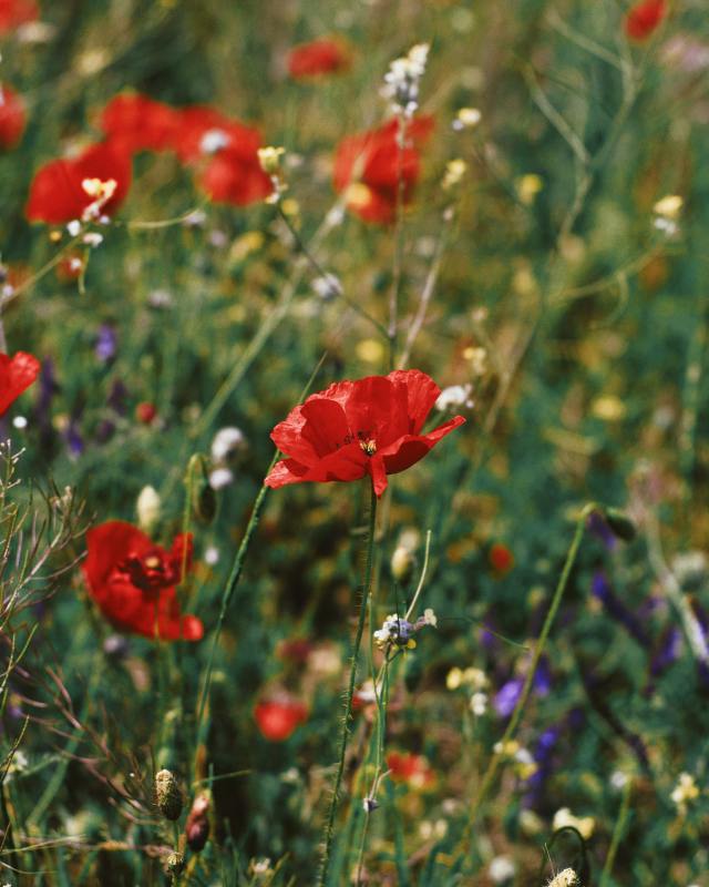 Bright red poppies in focus amid a field of wildflowers and green foliage on a sunny day.